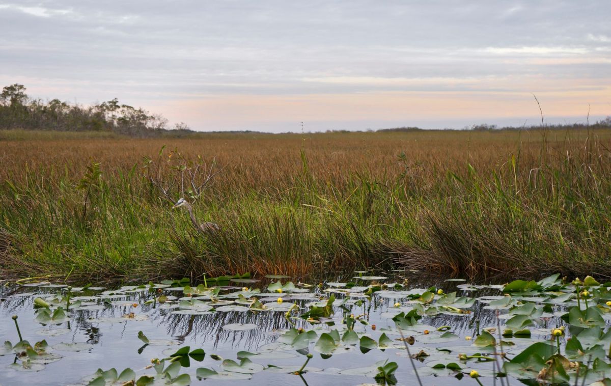 The Everglades edge — wetland, saw grass and open sky